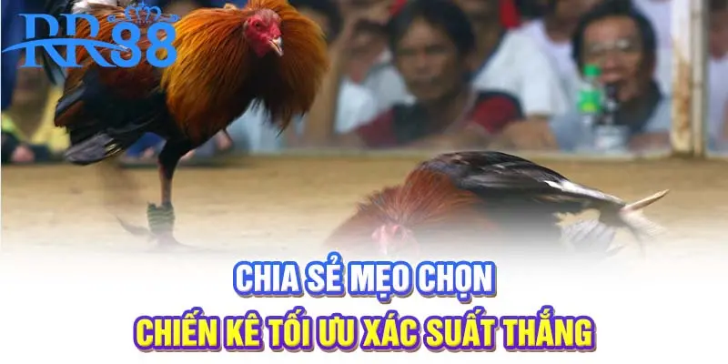 Chia sẻ mẹo chọn chiến kê tối ưu xác suất thắng