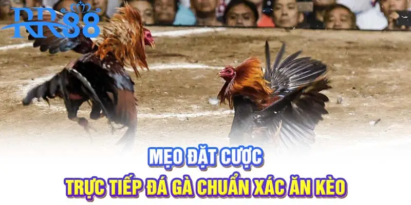 Mẹo đặt cược trực tiếp đá gà chuẩn xác ăn kèo