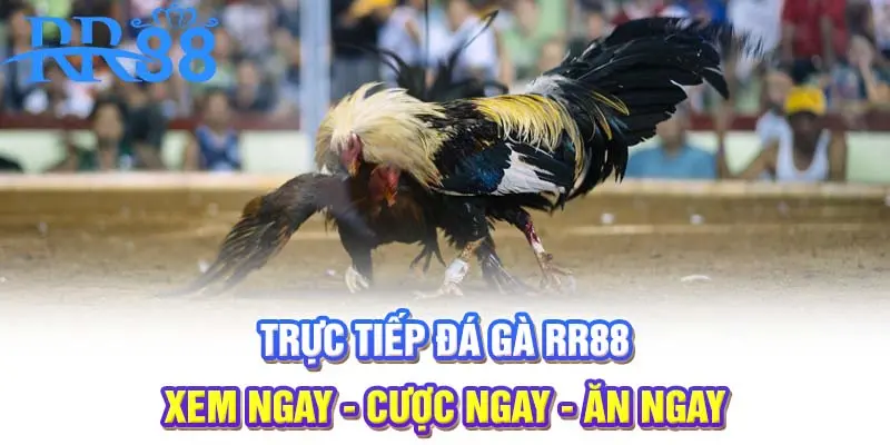 Trực tiếp đá gà Full HD | Xem ngay - cược ngay - ăn ngay